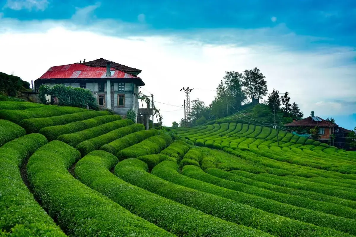 Karadeniz Turları